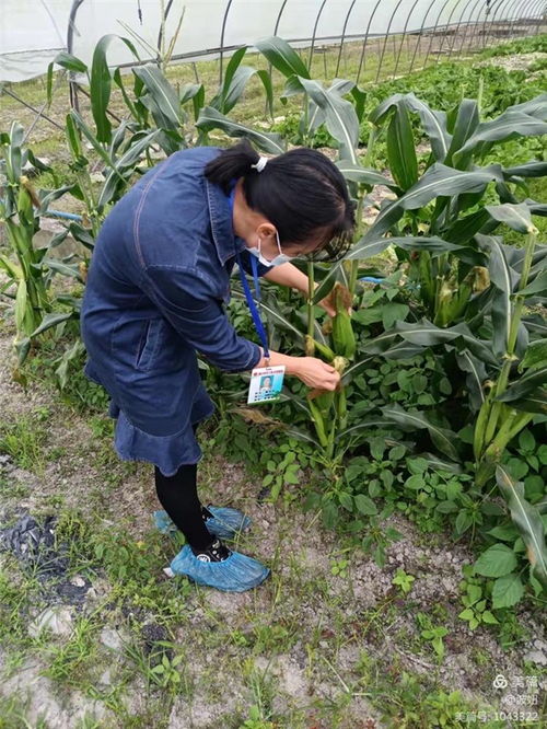 保障农业生产 筑牢粮食安全——海口市美兰区大致坡镇强化监督检查推动春耕生产与食用农产品销售
