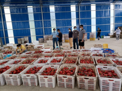 新闻中心 食用农产品销售市场稳中向好，多方合力保障民生供应