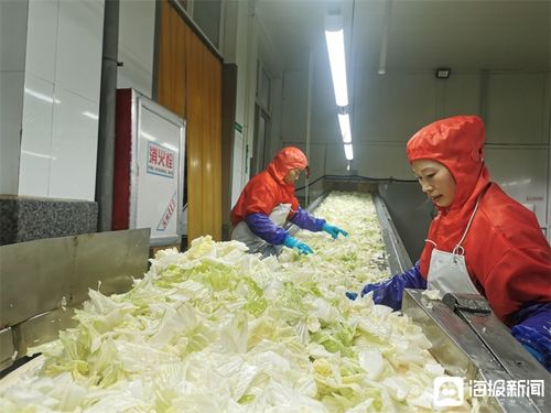 胶州大白菜蹲点记③丨从农产品到品牌 胶州大白菜如何出圈食用农产品销售